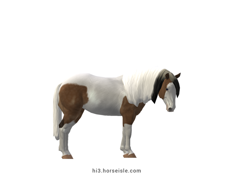 American Paint Horse Dun Tovero Coat